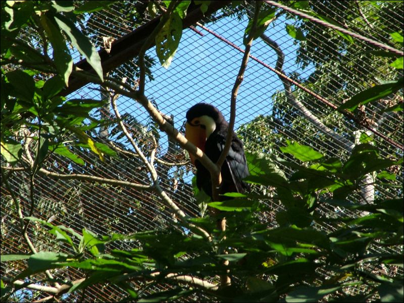 gal/holiday/Brazil 2005 - Foz do Iguacu Birds Sanctuary/Bird_Sanctuary_Iguacu_DSCF1222.jpg